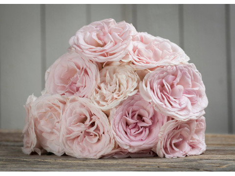 Meilland Jardin & Parfum Rose Prince Jardinier